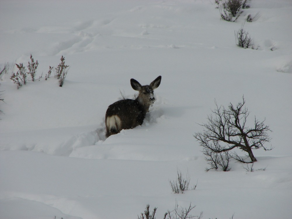 Re: Emergency Feeding Northern Utah