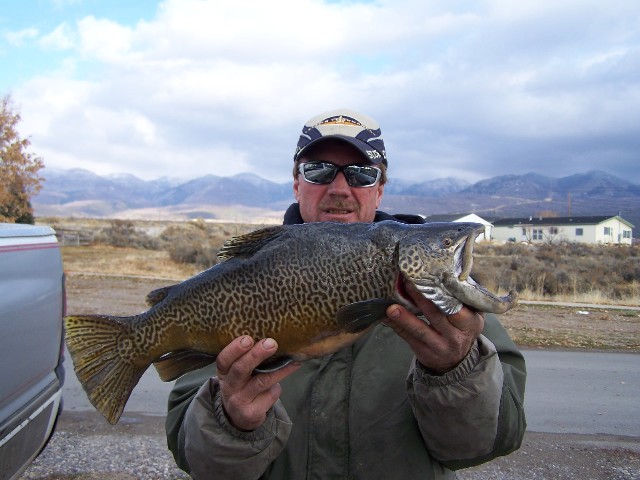 Monster Tiger Trout