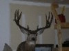 MULEY7MM