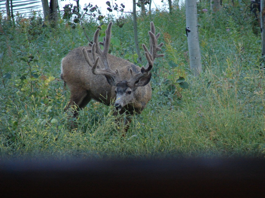 Star Valley Wy... MONSTER