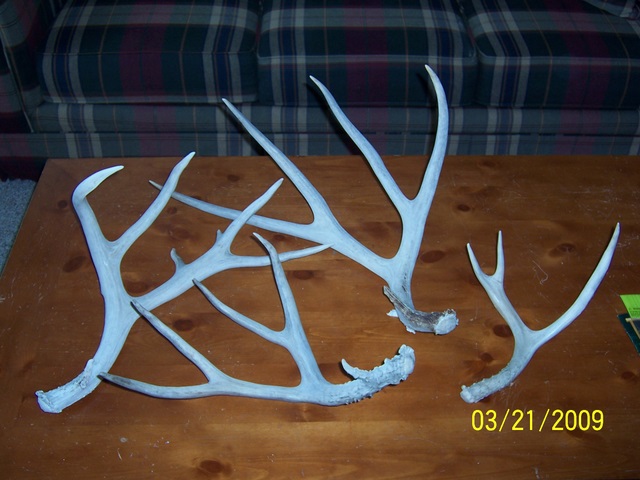 Re: Wild Antler Magic