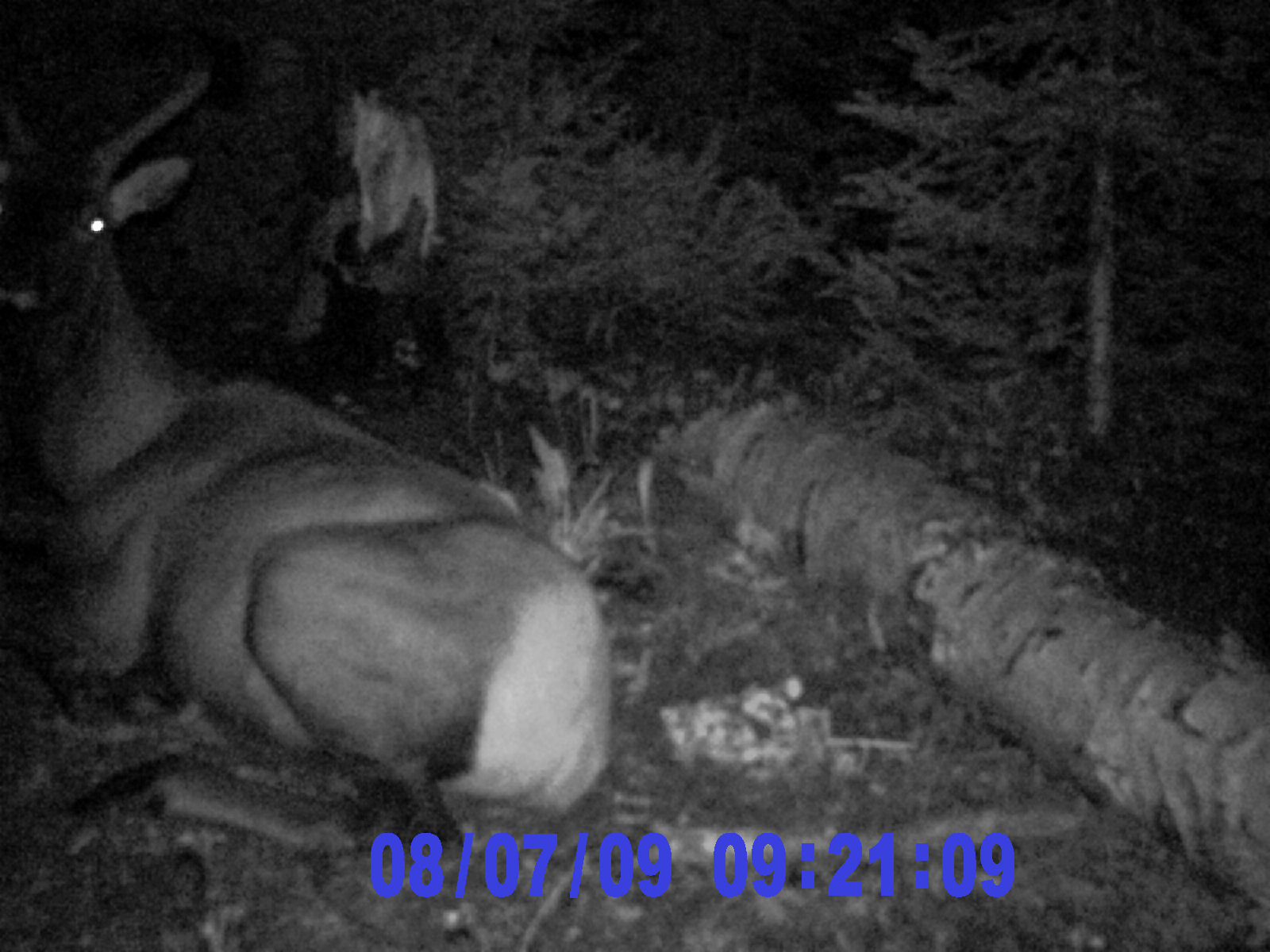 Elk on trail cam