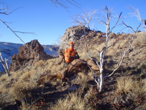 Cow elk hunt with pic&#039;s