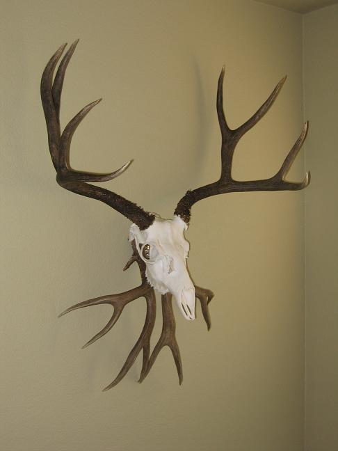 Mule Deer Wall Mount - Euro