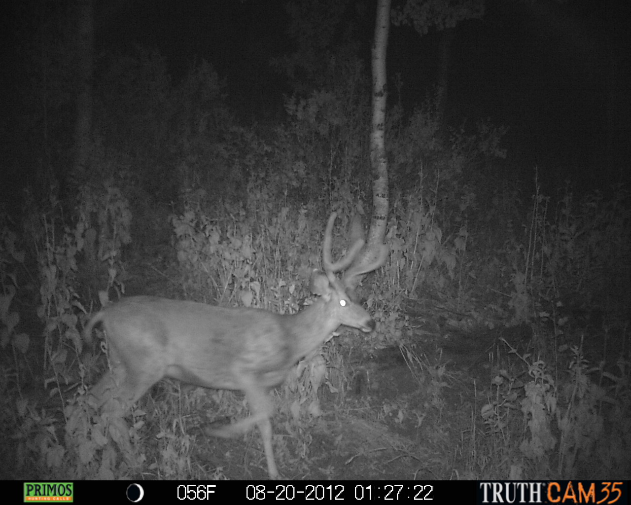 Little 2x2 velvet buck