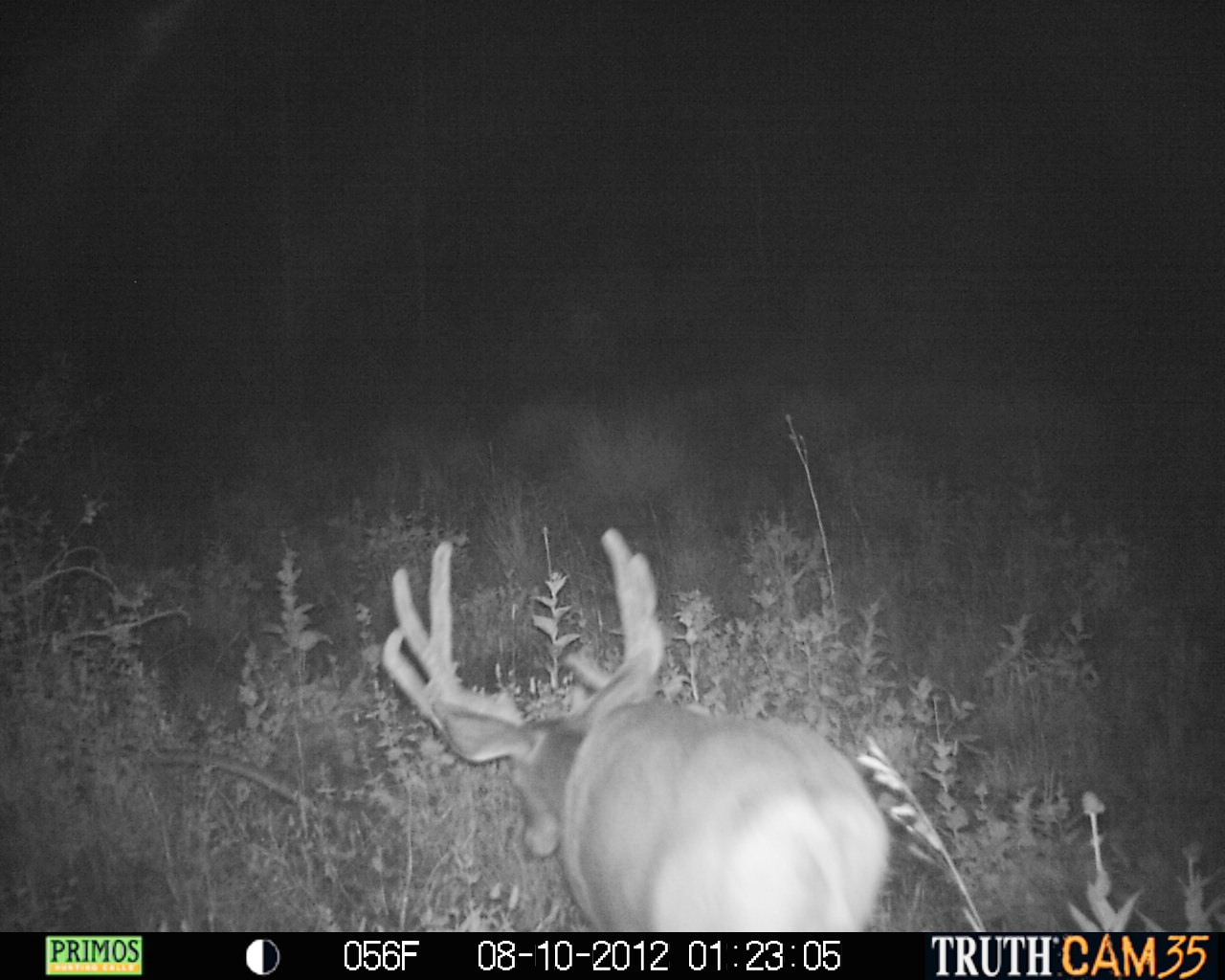 Nice Buck