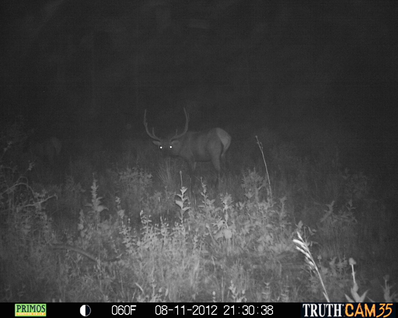 Nice General Unit (Utah) Bull (2)