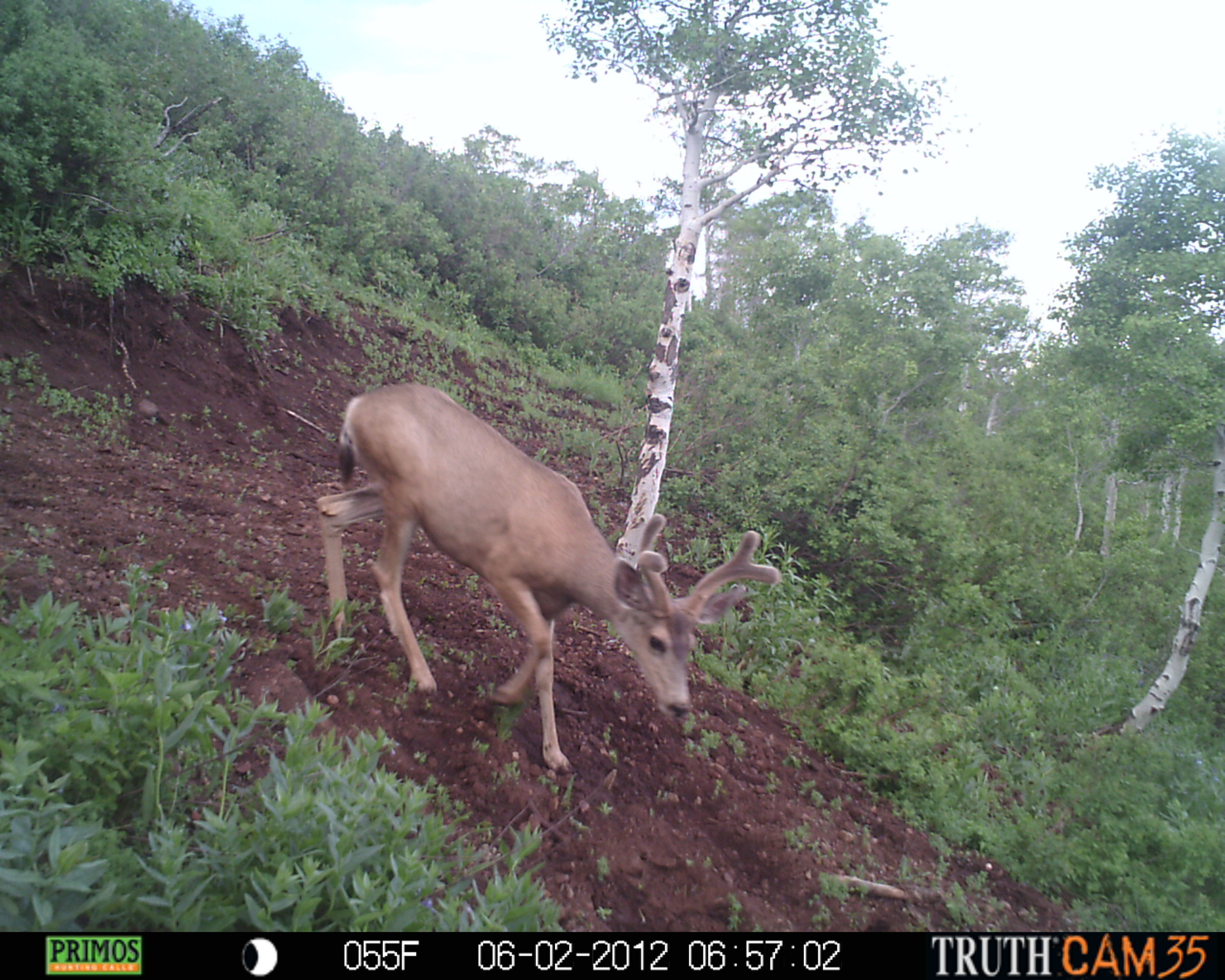 Nice early summer buck (2)