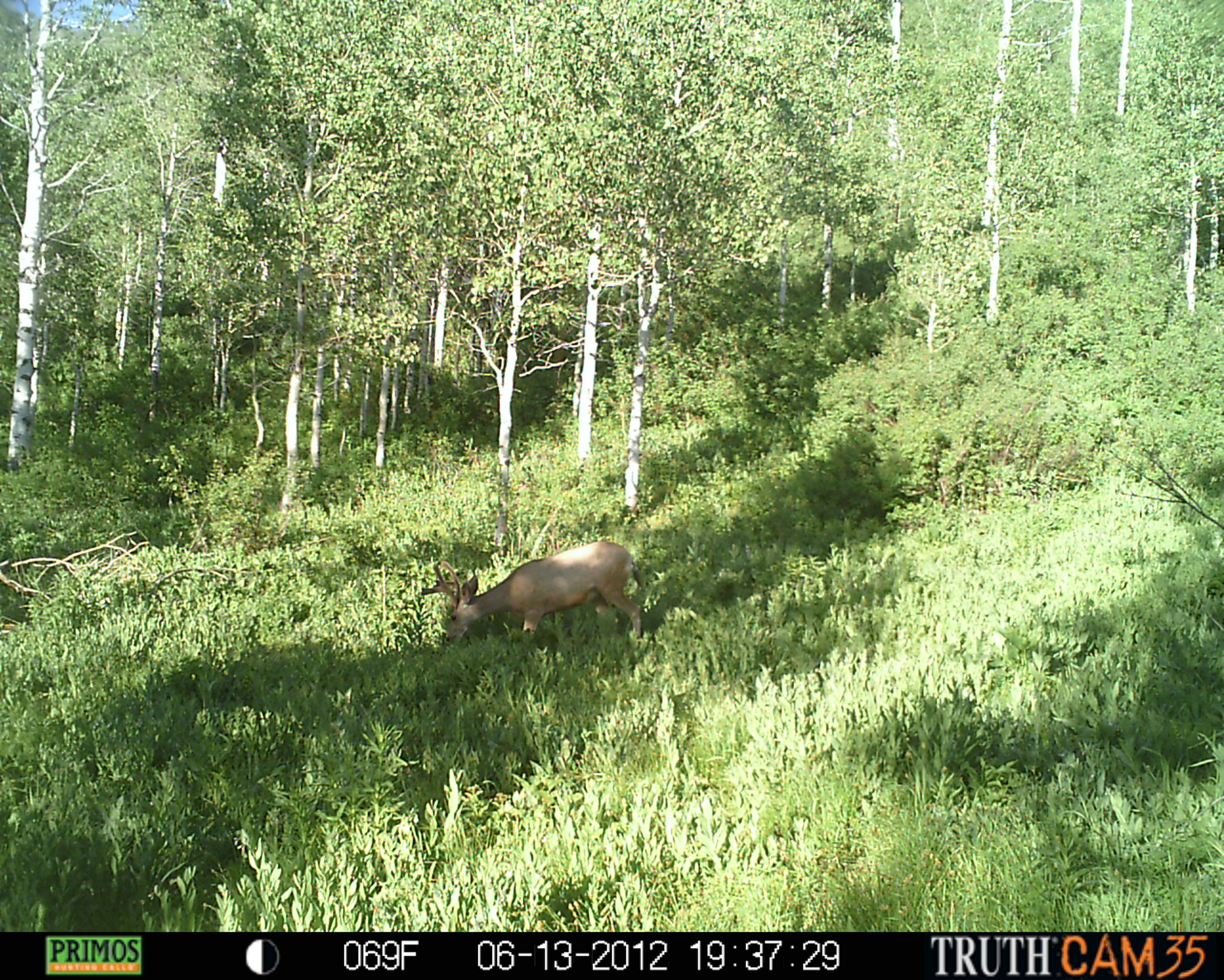 Nice early summer buck