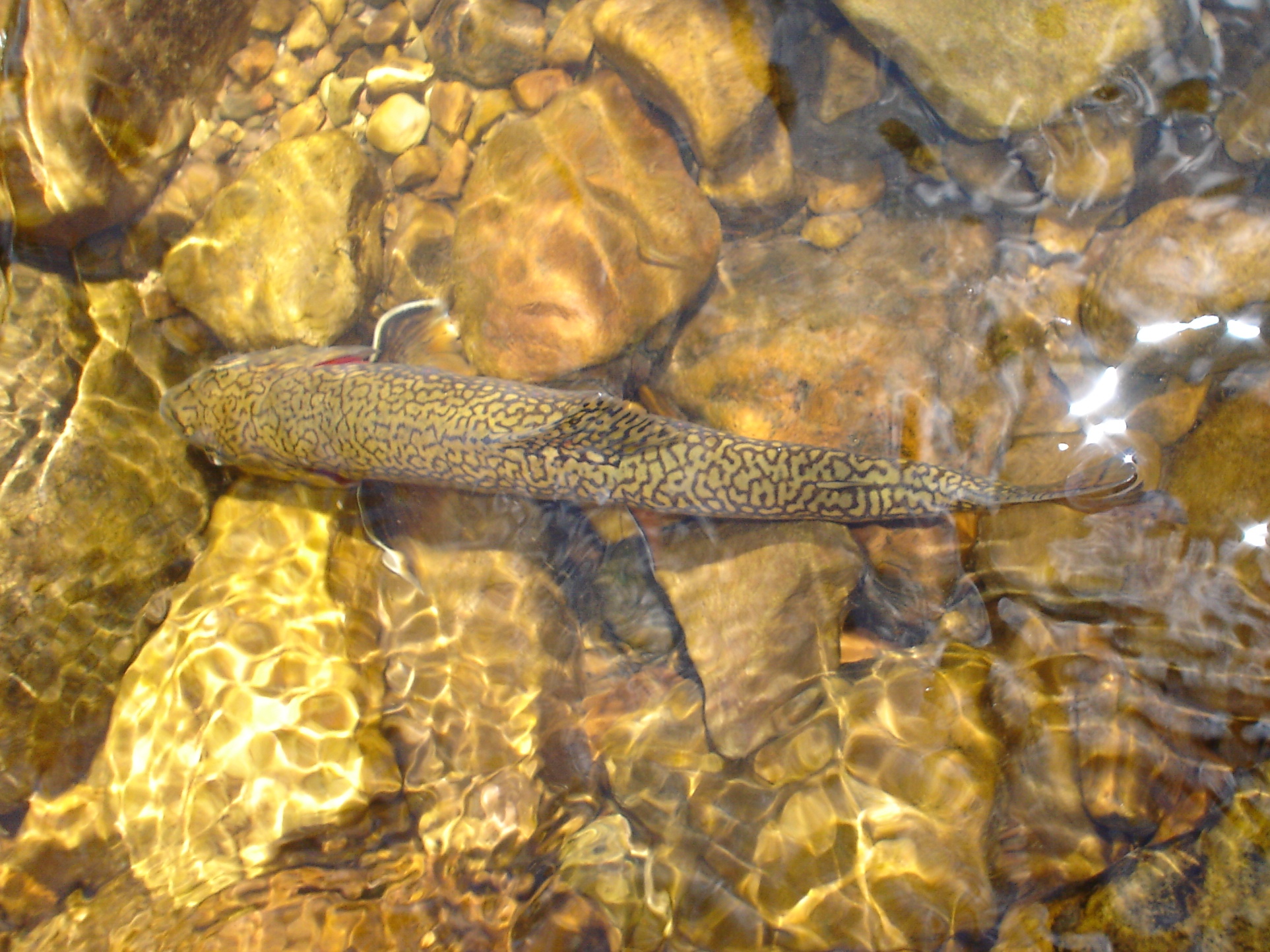 Brook Trout (Smith &amp;amp; Moorehouse Creek)