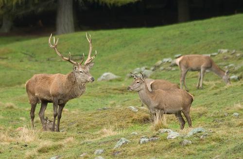 I just thought you guys and gals might like this. I took this picture of the Red Deer about a month ago in the Dolimite mountains in Norther Italy. They are alot like the Elk just smaller. Istead of bugeling they have a low roar.