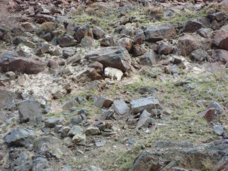 Sheep and goats pics