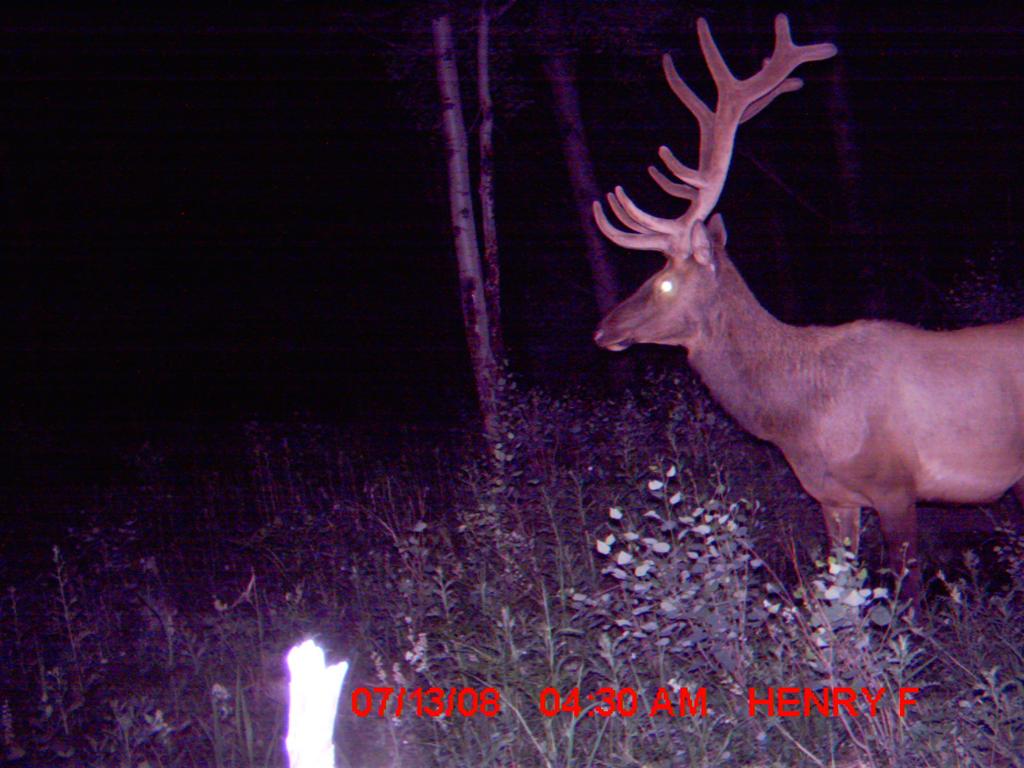 Re: First Time TrailCamera User Pics