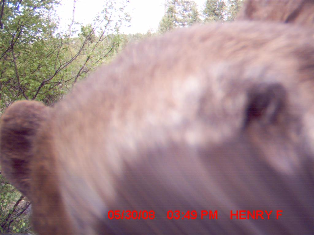 First Time TrailCamera User Pics