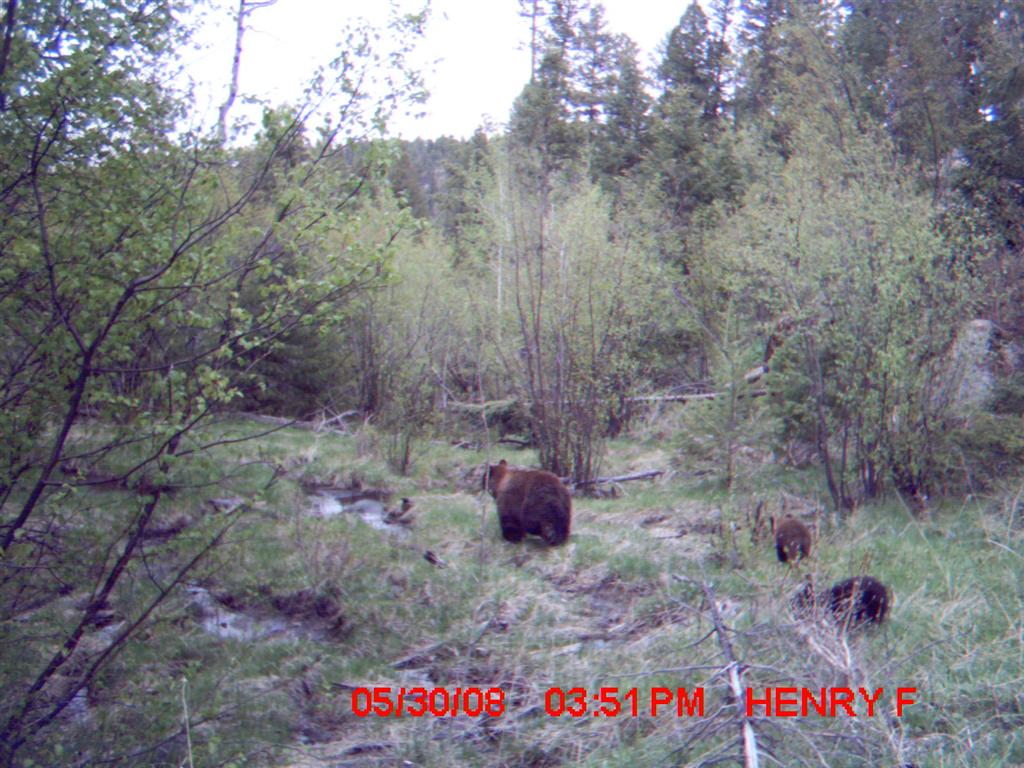 First Time TrailCamera User Pics