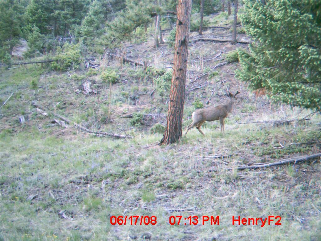 Re: First Time TrailCamera User Pics