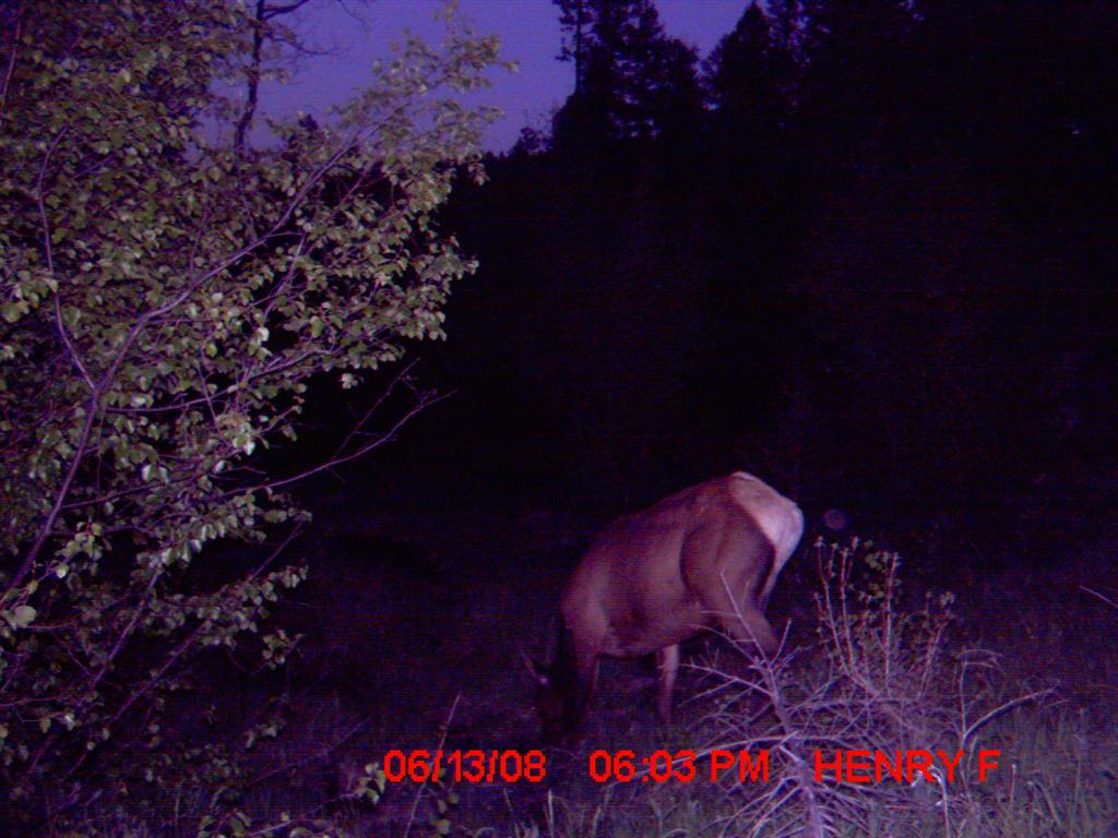 Re: First Time TrailCamera User Pics