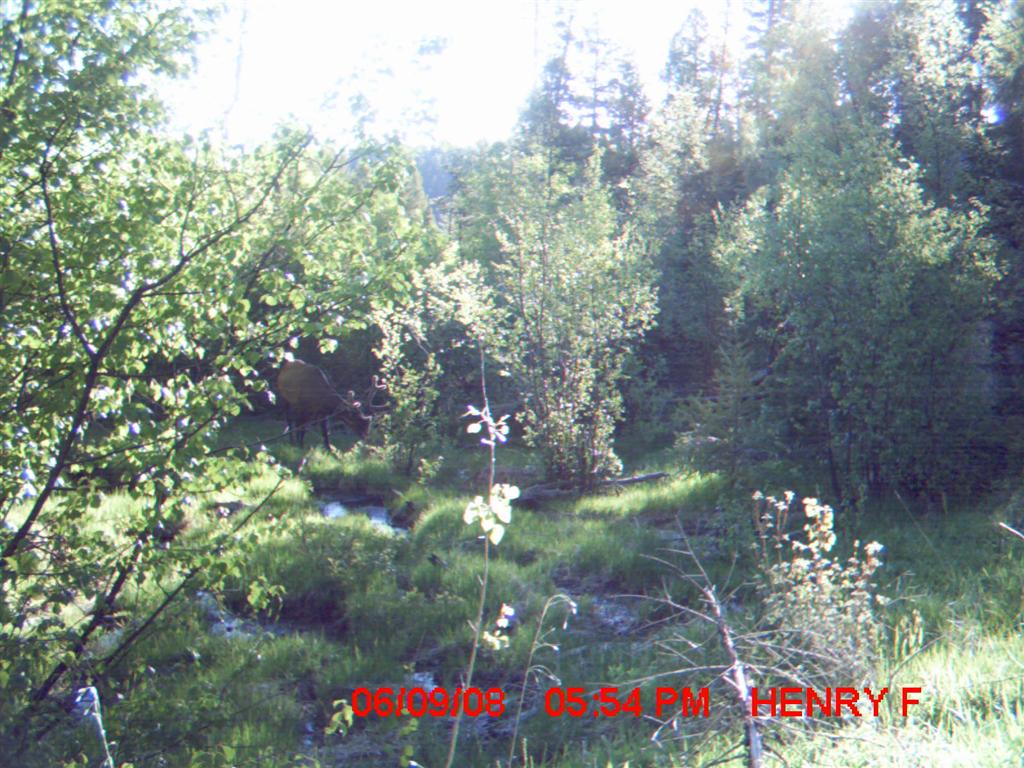 Re: First Time TrailCamera User Pics