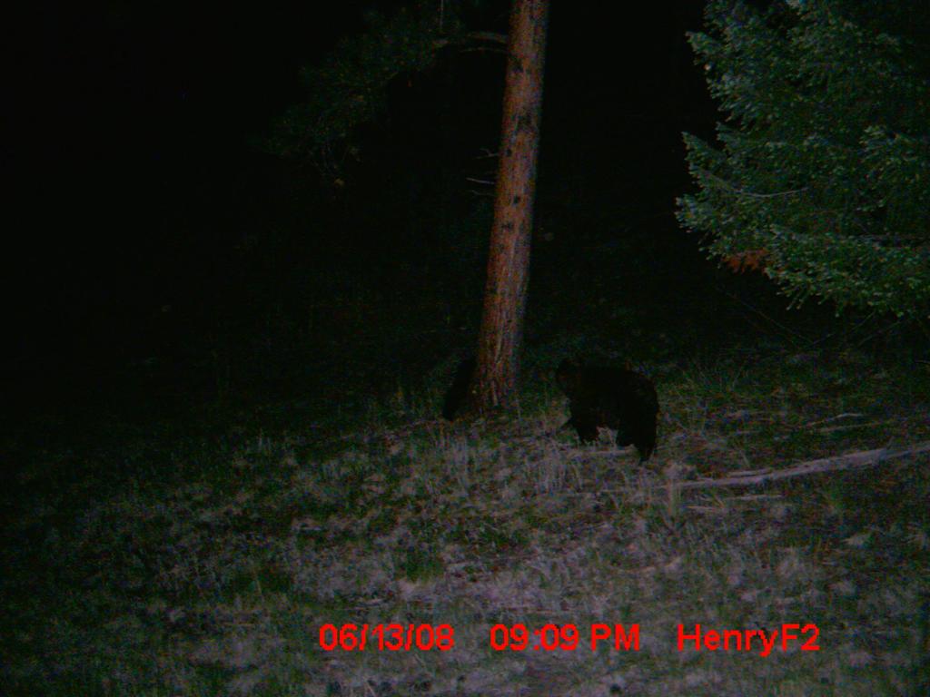 Re: First Time TrailCamera User Pics