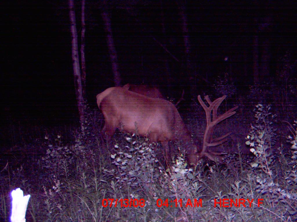 Re: First Time TrailCamera User Pics