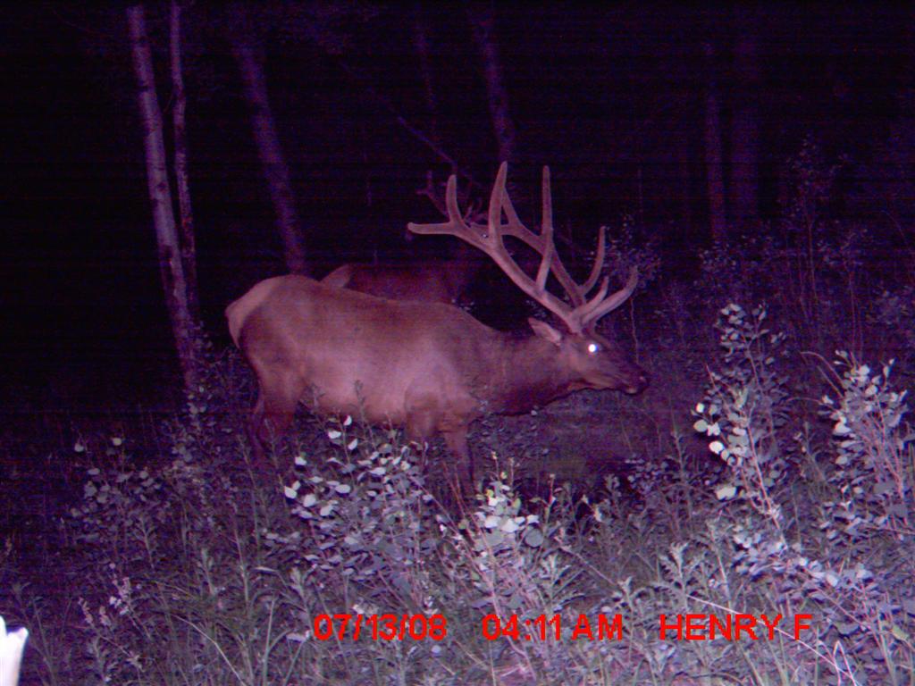 Re: First Time TrailCamera User Pics