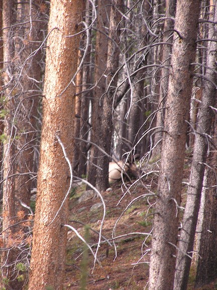 Colorado Scouting Trip Proves Fatal