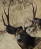 muley-hunter