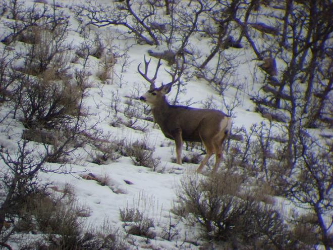 190&amp;quot;+ Muley