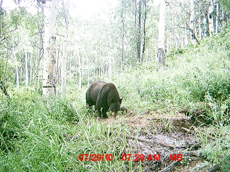 Re: Faces caught on my trail cam in 2009