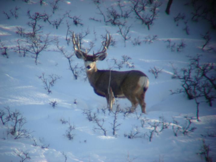 big buck
