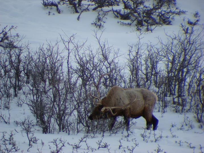 Great Bull