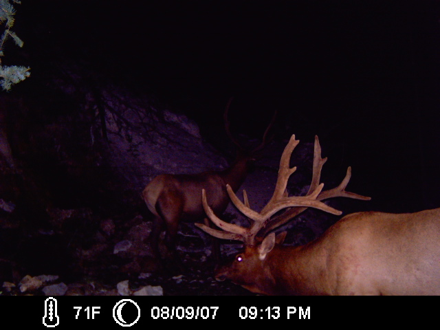 2007 Bulls getting ready for the archery hunt