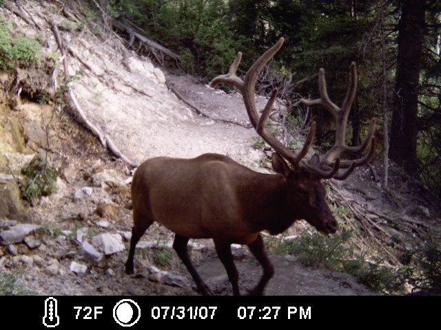 2007 Bulls getting ready for the archery hunt