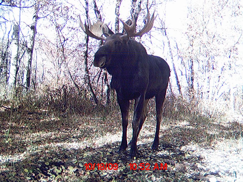 Re: moose hunt extended into next year