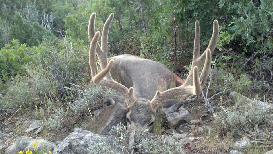 Opening Day Archery Success