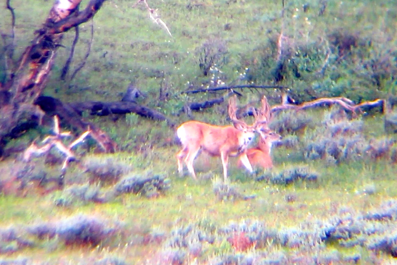 Nice Buck - Cedar Breaks