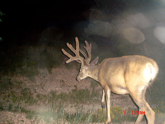 Nice 5x5 buck pic!