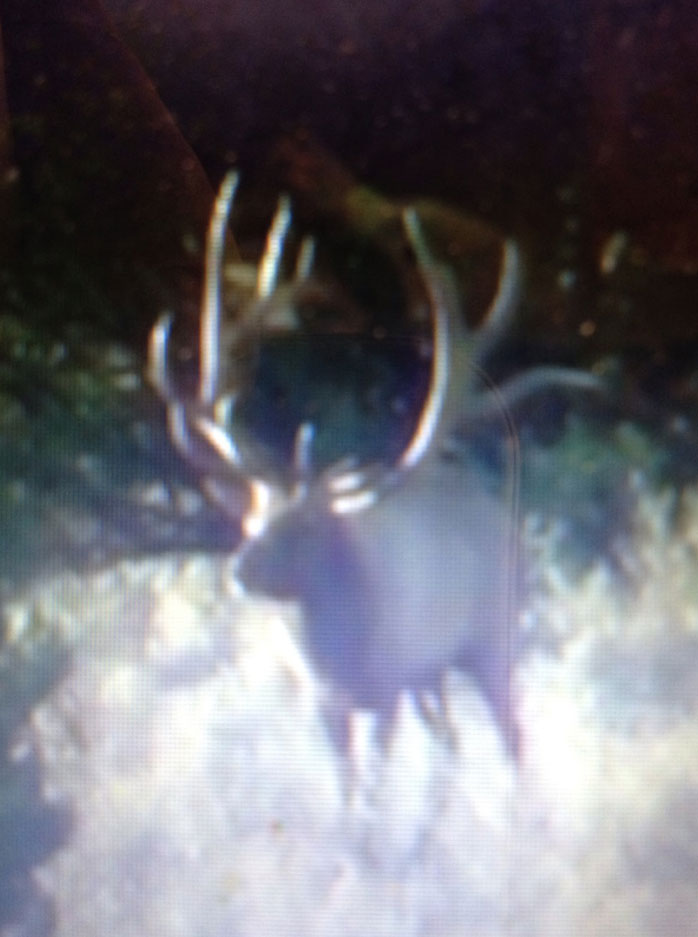 Allen&#039;s 2012 Early Rifle Bull Hunt