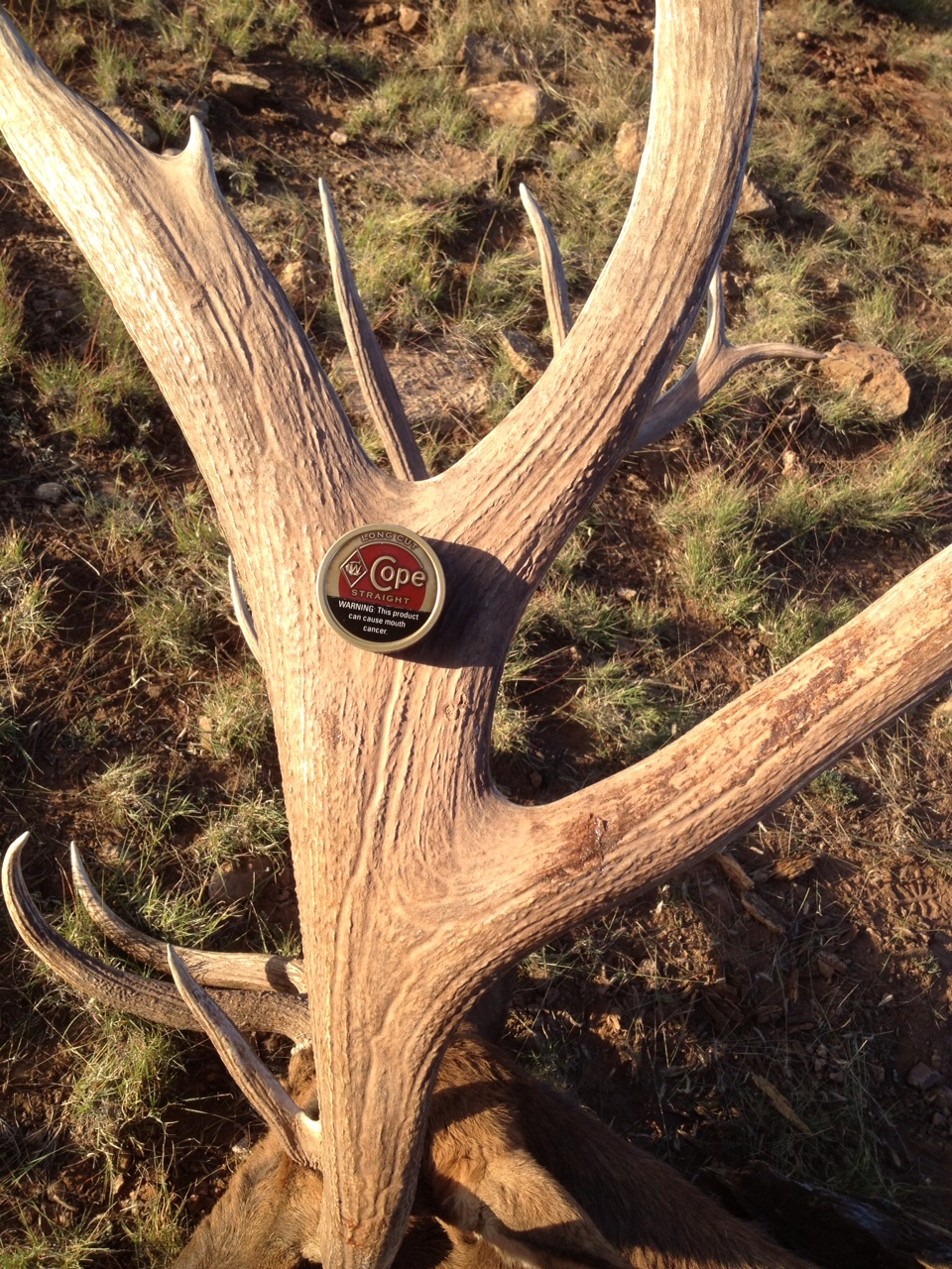 Allen&#039;s 2012 Early Rifle Bull Hunt