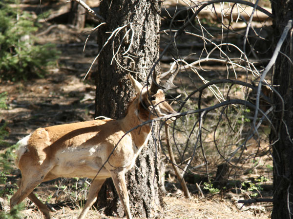 Nice Buck!