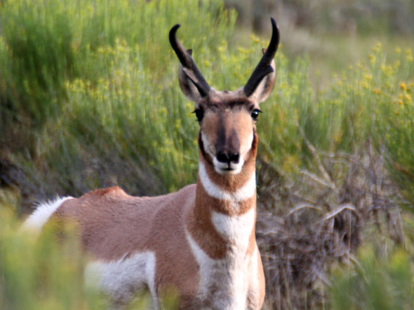 Antelope pics!