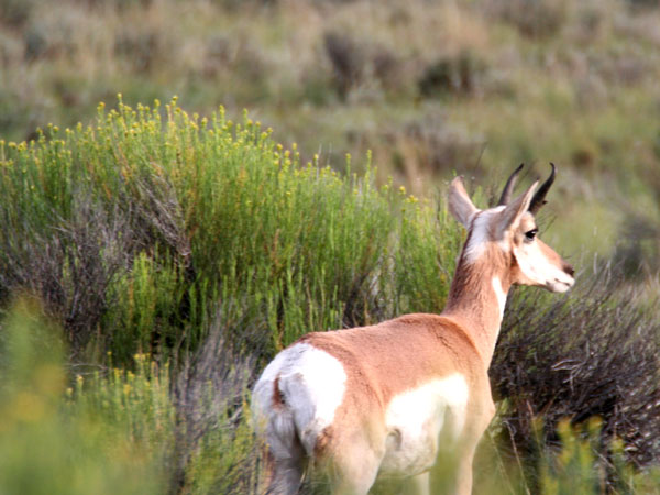 Antelope pics!