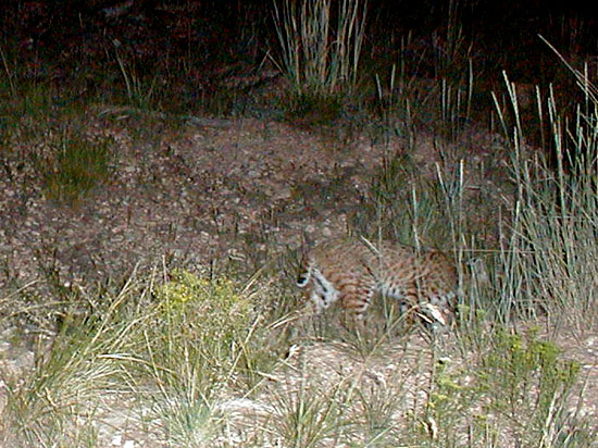 My first Bobcat pic!