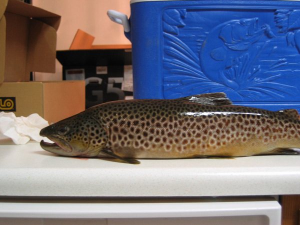 German Brown Trout