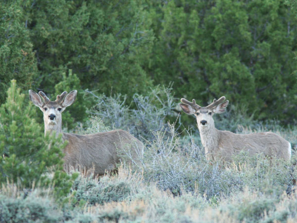 Decent bucks!