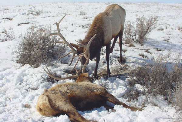 Locked Bull Elk