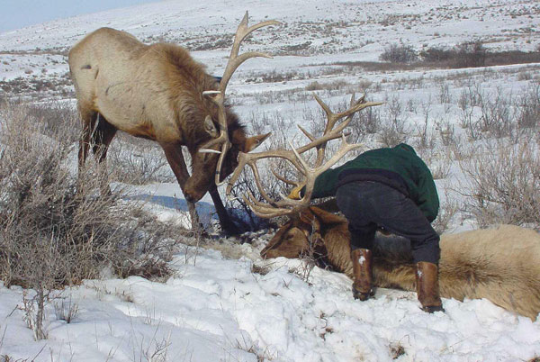 Locked Bull Elk