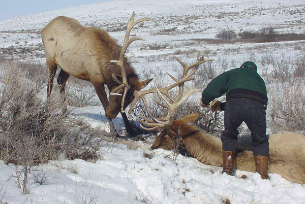 Locked Bull Elk