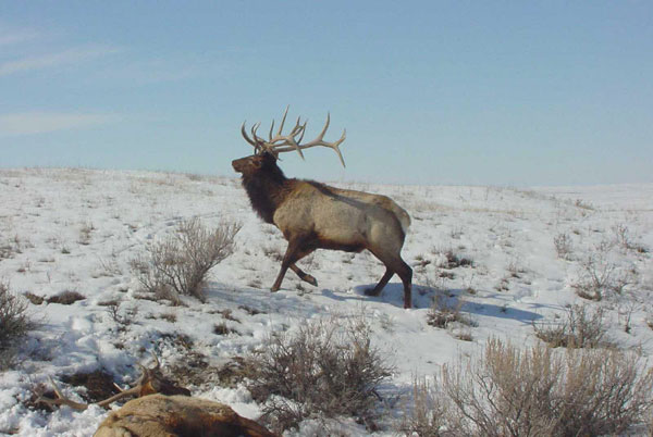 Locked Bull Elk