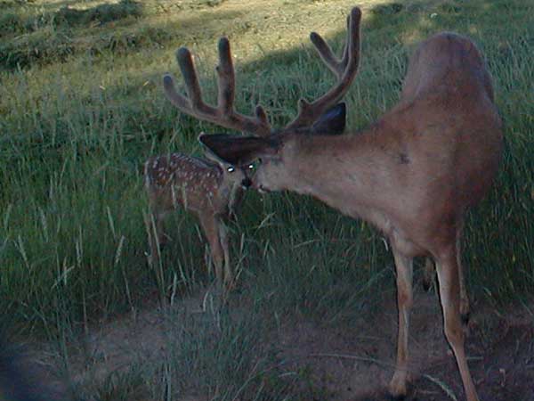 1st Trail Cam Check 2008 - 7/28/08